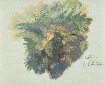 A Study of Ferns, Citivella, 1842 by Edward Lear